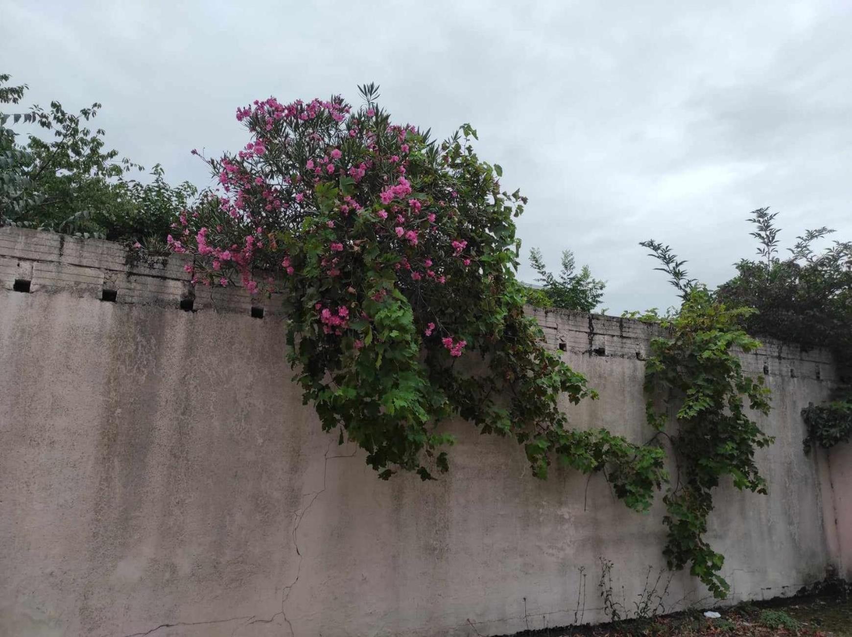 Le Clos Des Coquelicots Toulouse Exteriér fotografie